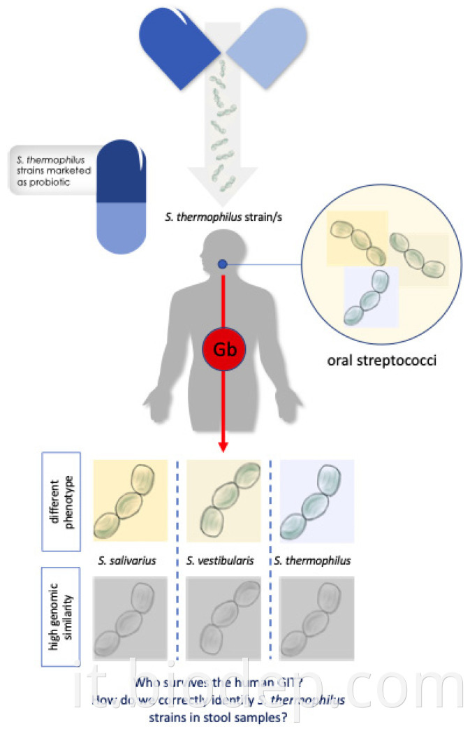 Streptococcus thermophilus 1